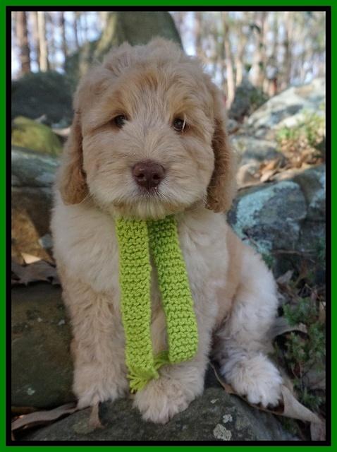 London Raki 8 wks old 9600