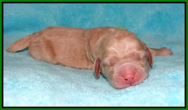 London Raki Newborn individuals 151