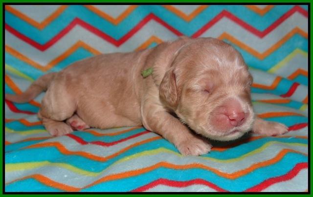 London Raki pups 1 wk old 171