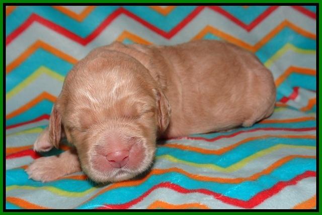 London Raki pups 1 wk old 181