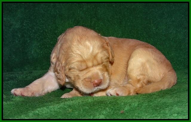 London Raki pups 2 wks old 211