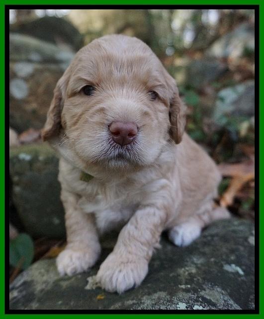 London Raki pups 3 wks old 241