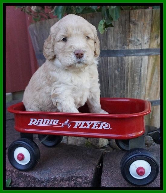 London Raki pups 4 wks old 241