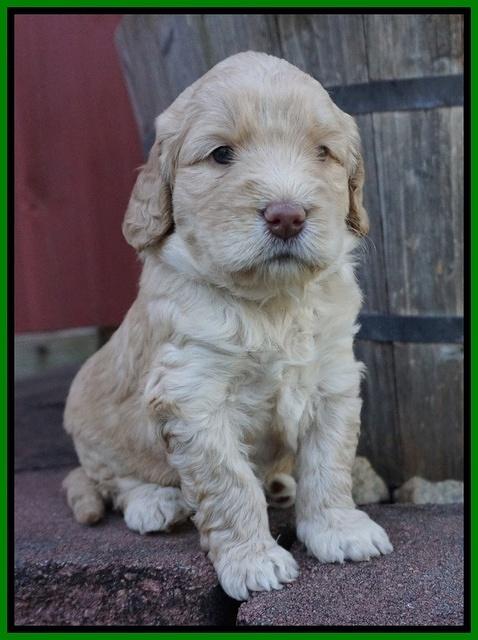 London Raki pups 4 wks old 261