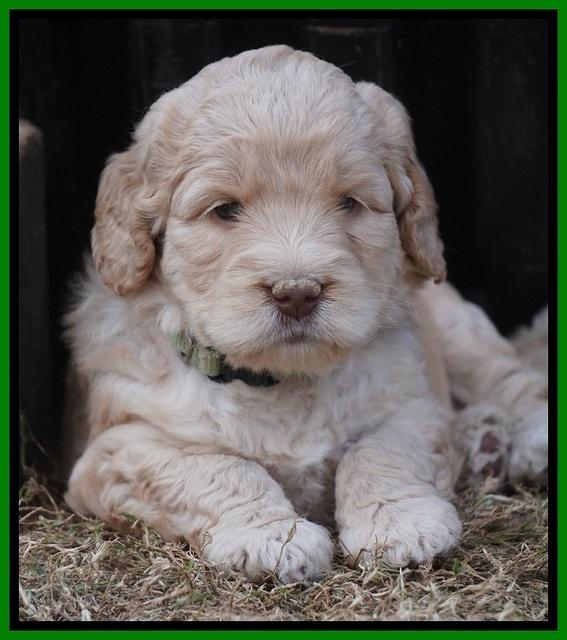 London Raki pups 5 wks old 31100