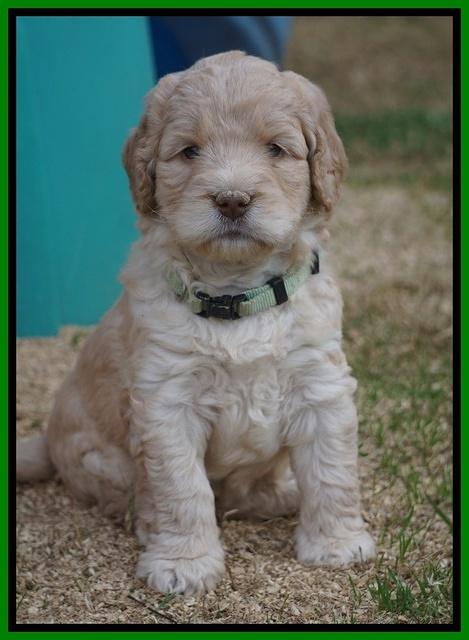 London Raki pups 5 wks old 33100