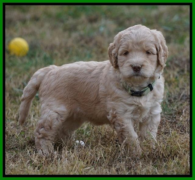 London Raki pups 5 wks old 34100