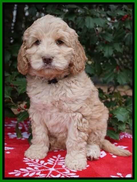 London Raki pups 7 wks old 191