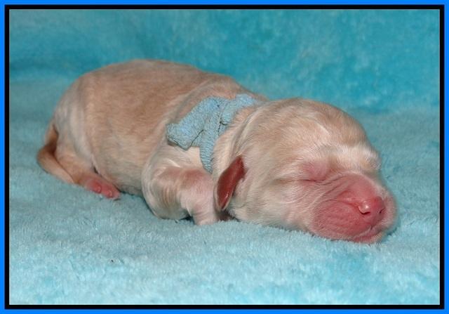 London Raki Newborn individuals 171