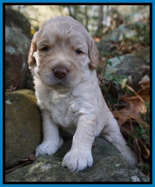 London Raki pups 3 wks old 1285