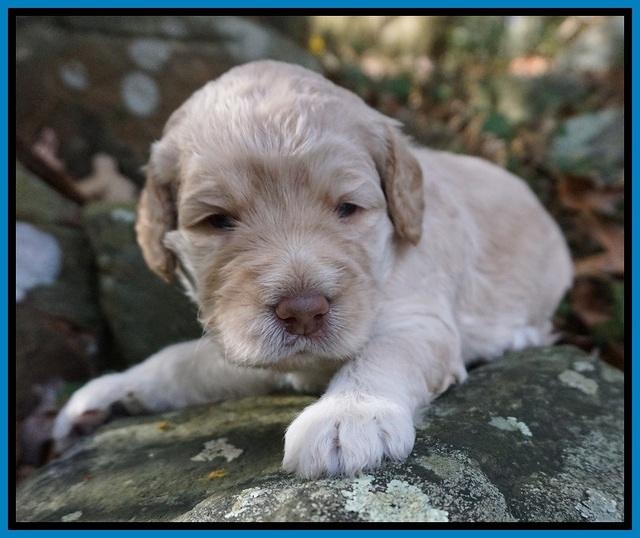 London Raki pups 3 wks old 2285