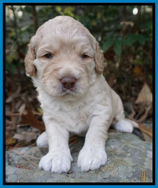 London Raki pups 3 wks old 3285