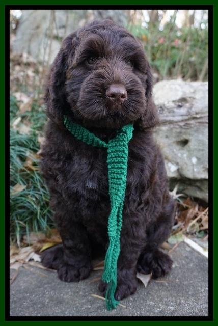 London Raki 8 wks old 3590