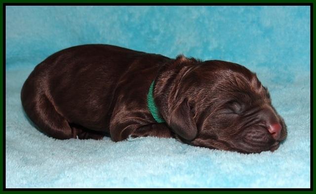 London Raki Newborn individuals 191