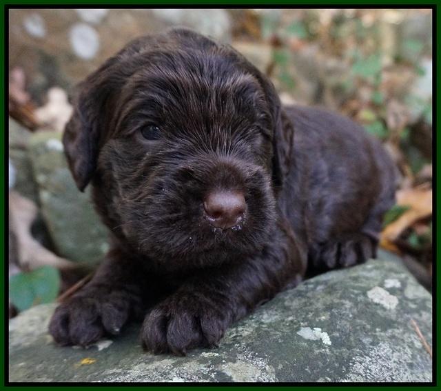 London Raki pups 3 wks old 291