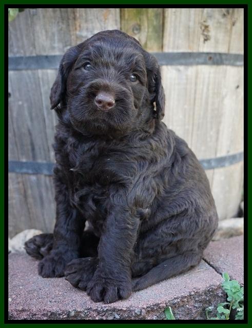 London Raki pups 4 wks old 321