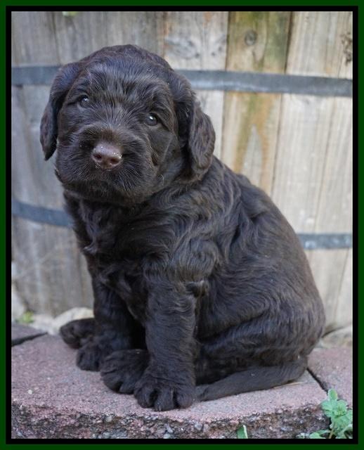 London Raki pups 4 wks old 331