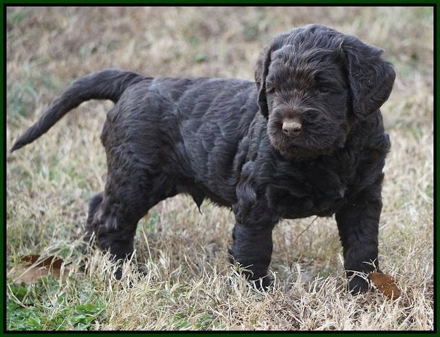 London Raki pups 5 wks old 43100