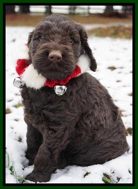 London Raki pups 6 wks old 231