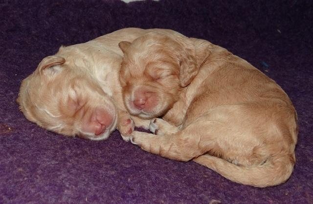 London Raki pups 1 wk old 241