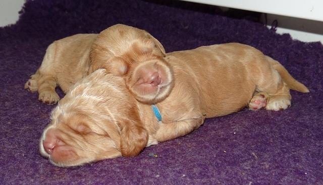 London Raki pups 1 wk old 261