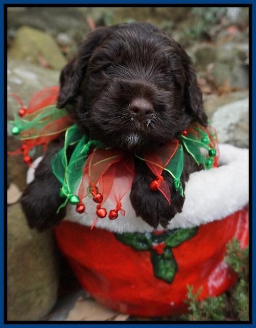 Liza Prime pups 4 wks old 31