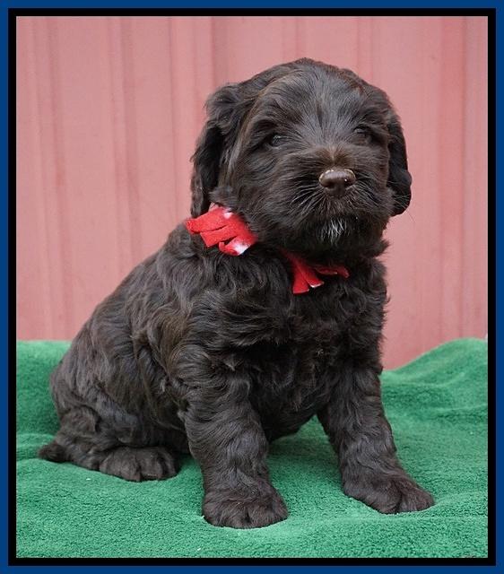 Liza Prime pups 5 wks old 11