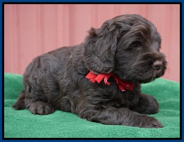 Liza Prime pups 5 wks old 31