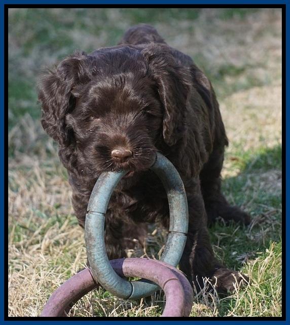 Liza Prime pups 6 wks old 21
