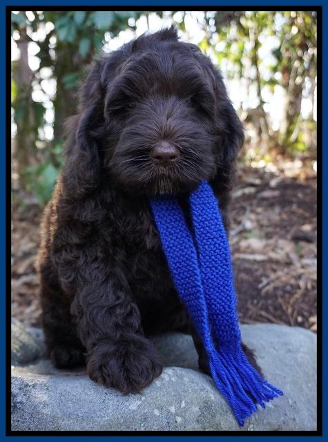 Liza Prime pups 8wks old 41