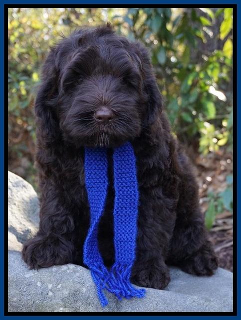 Liza Prime pups 8wks old 51