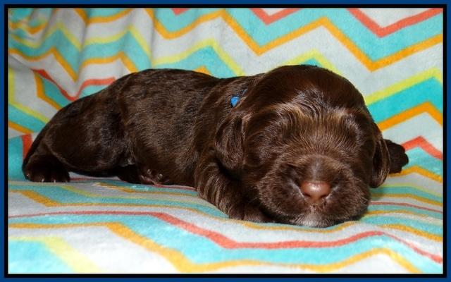 Lliza Prime Raki pups 1 wk ols21
