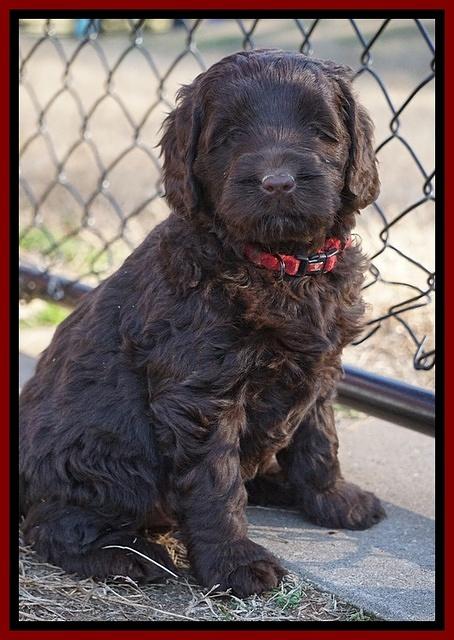 Liza Prime pups 6 wks old 51