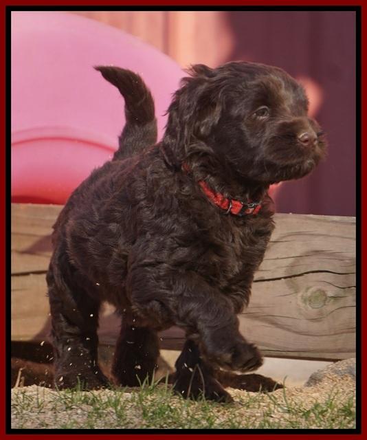 Liza Prime pups 6 wks old 61