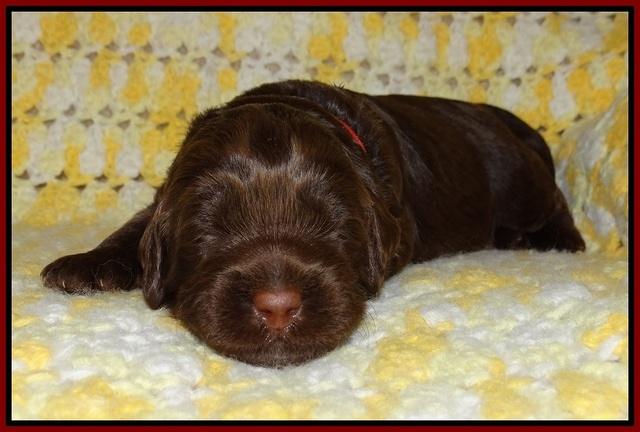 Liza Raki Prime pupss 22 wks old 31