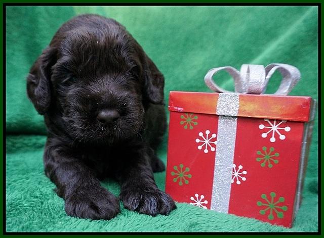 Liza Prime Raki pups 3 wks old 71