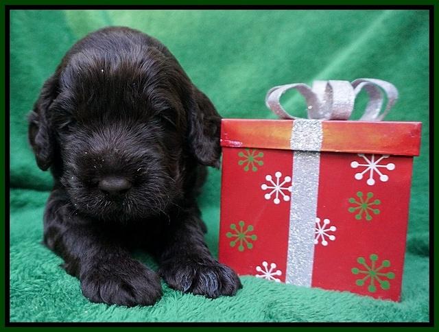 Liza Prime Raki pups 3 wks old 81