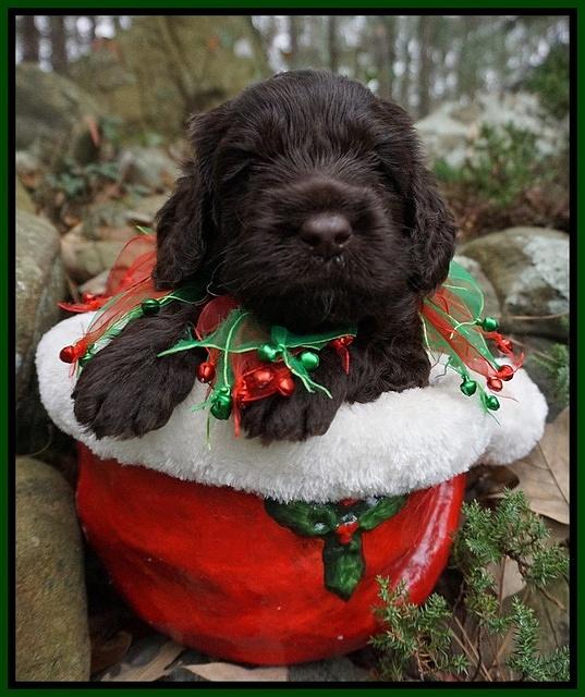 Liza Prime pups 4 wks old 101