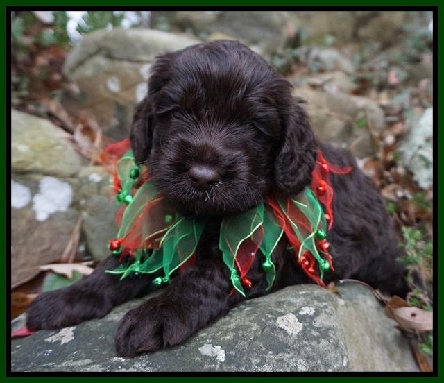 Liza Prime pups 4 wks old 111