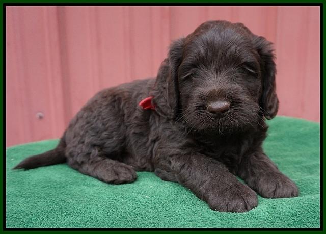 Liza Prime pups 5 wks old 111