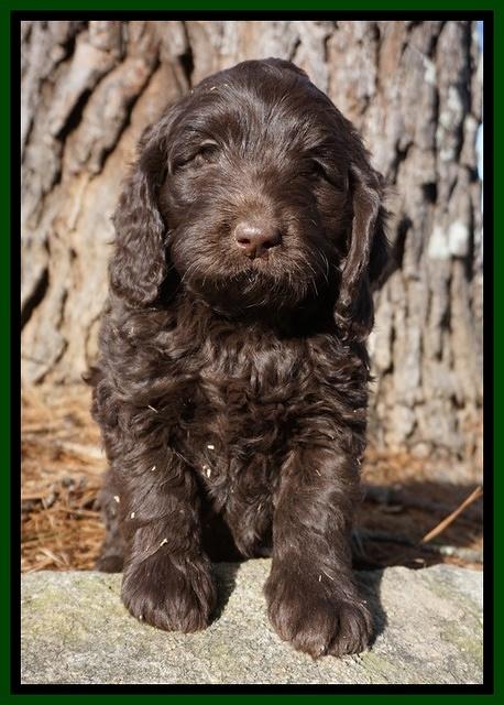 Liza Prime pups 7 wks old 121