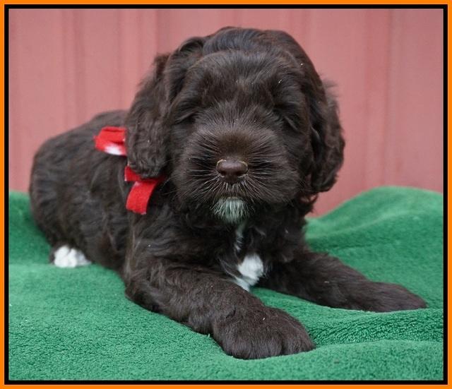 Liza Prime pups 5 wks old 161