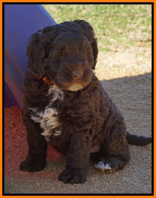 Liza Prime pups 6 wks old 121