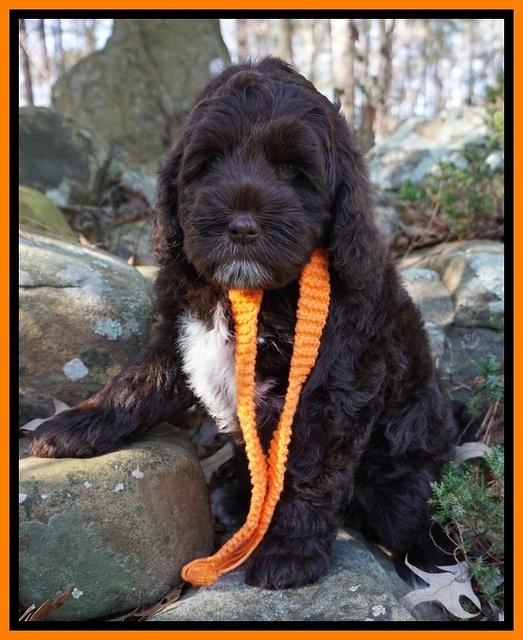 Liza Prime pups 68wks old 111