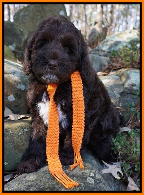 Liza Prime pups 68wks old 91