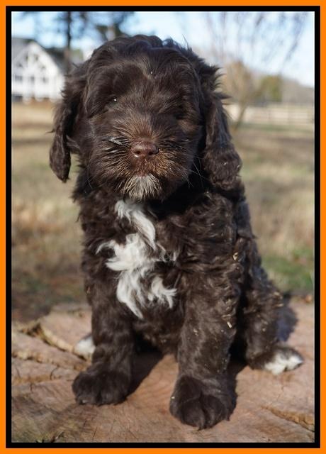 Liza Prime pups 7 wks old 141