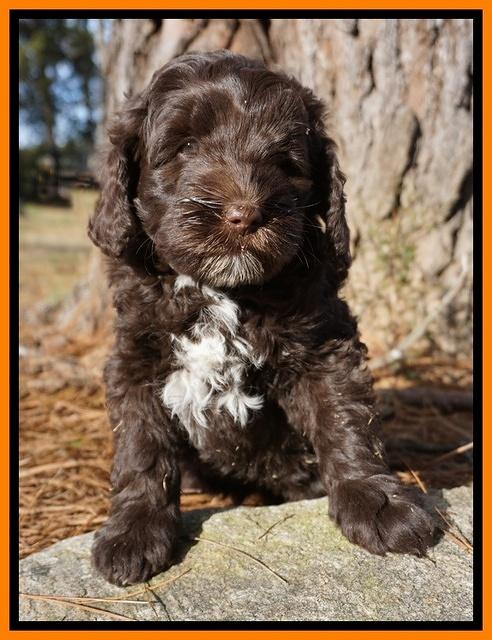 Liza Prime pups 7 wks old 151