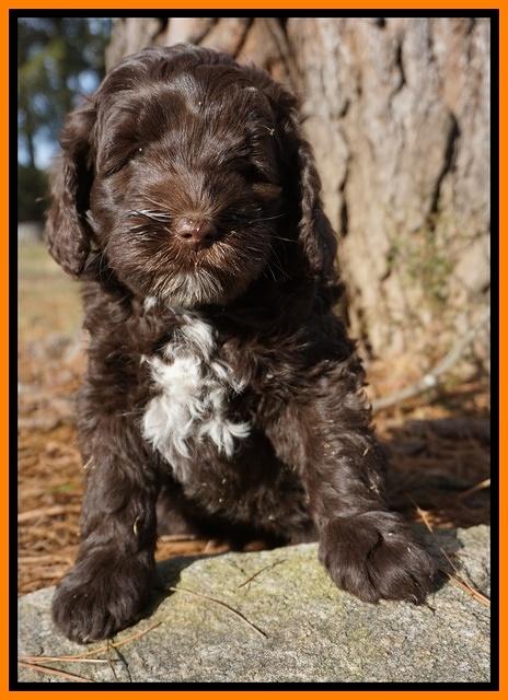 Liza Prime pups 7 wks old 161