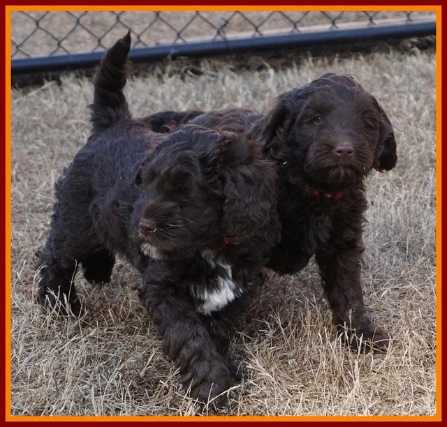 Liza Prime pups 7 wks old 361