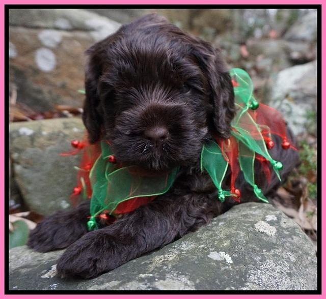Liza Prime pups 4 wks old 171
